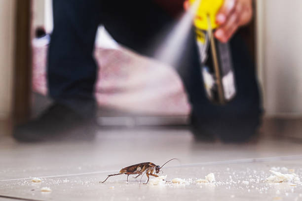 Best Mosquito Control Services  in Frankfort Square, IL