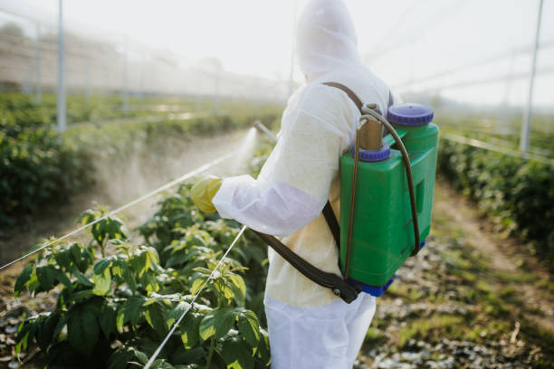 Best Ant Control Services  in Frankfort Square, IL